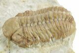 Kainops Trilobite - Black Cat Mountain, Oklahoma #376946-1